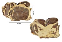 Scalopidia cf spinosipes